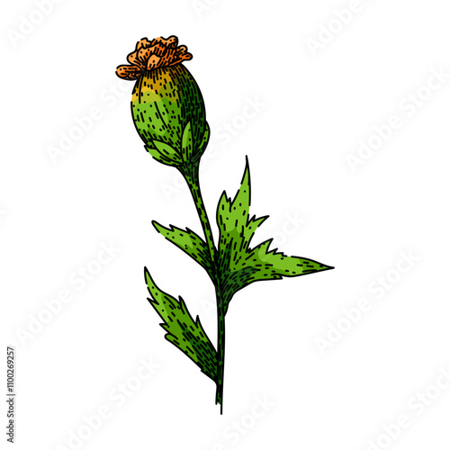 bloom marigold hand drawn. yellow petals, annual perennial, tagetes french bloom marigold vector sketch. isolated color illustration