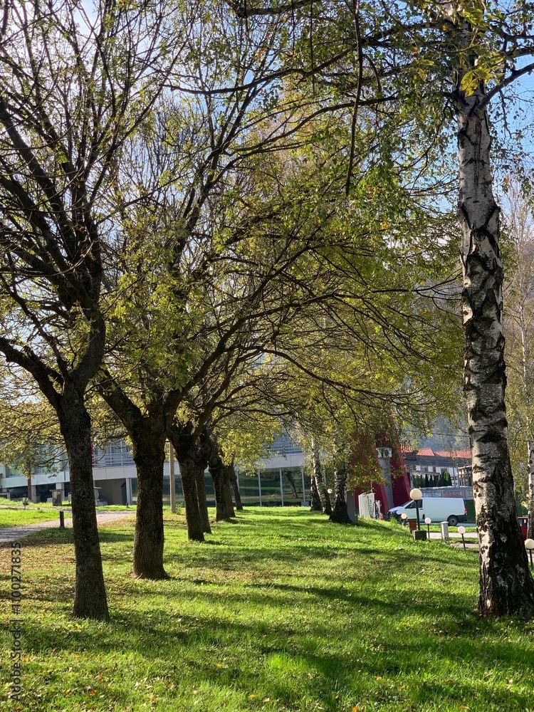 Obraz premium park in the city