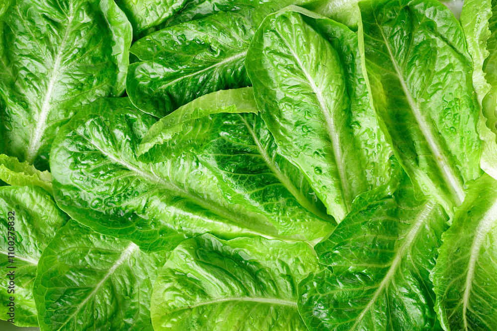 Fototapeta premium Fresh Romaine Lettuce leaves background. top view