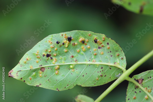 Walnut blister mite, Aceria tristriata.  Symptoms of the pest on the underside of the walnut leaf. photo