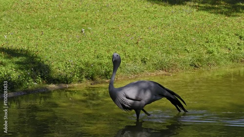 The Blue Crane, Grus paradisea, is an endangered bird specie endemic to Southern Africa. It is the national bird of South Africa photo