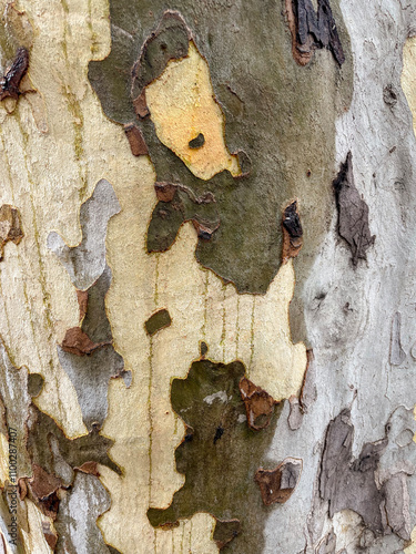 Quadro su tela the bark of the sycamore tree