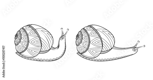 Snails black and white colors. Invertebrates mollusks wildlife.