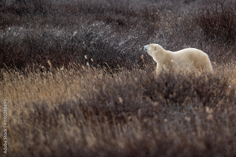 Polar bear making its way through high grass near Churchill, Manitoba
