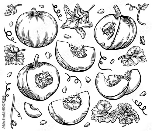 Set of hand drawn sketch style pumpkin, leaves, flowers and seeds isolated on white background, detailed autumn harvest halloween illustration. Vector illustration.