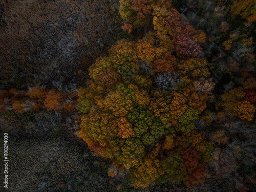 Aerial view of colorful autumn foliage and lush trees in a tranquil forest, West Roxbury, United States. photo