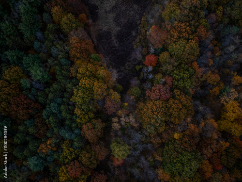 Aerial view of colorful autumn foliage and trees in a beautiful forest, Dedham, United States. photo