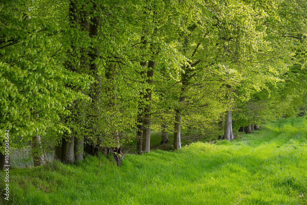 Fototapeta premium Waldrand im Frühling, Waabs, Schleswig-Holstein, Deutschland