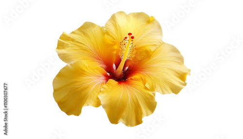 Vibrant Yellow Hibis png transparent backgroundcus Flower Blossom Close up Macro Shot