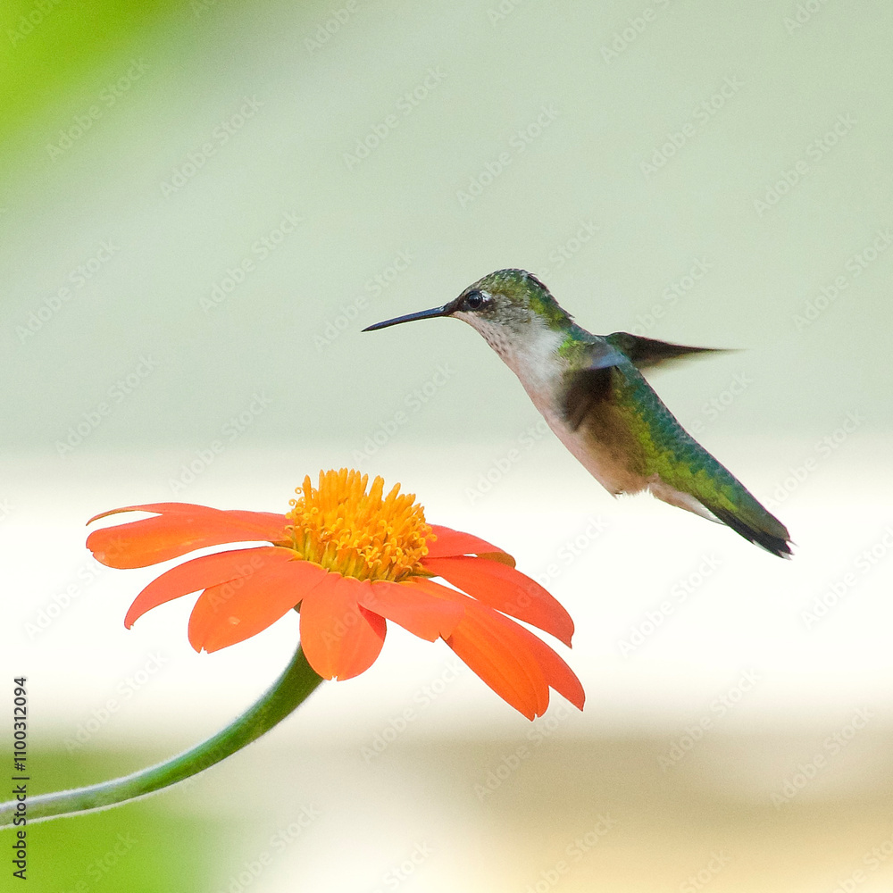 Fototapeta premium Ruby-throated hummingbird hovering over a flower.