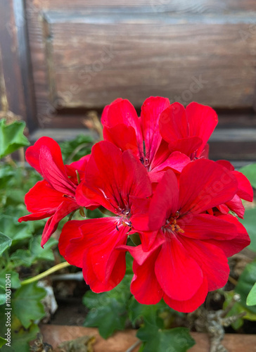 Red geranium flowers in the garden.Pelargonium zonale is a popular ornamental plant.Selective focus.
 photo