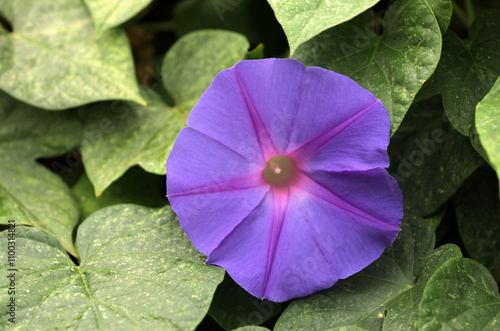 Bindweed plant climbing plant plant