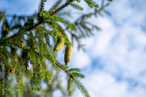 branches of a pine