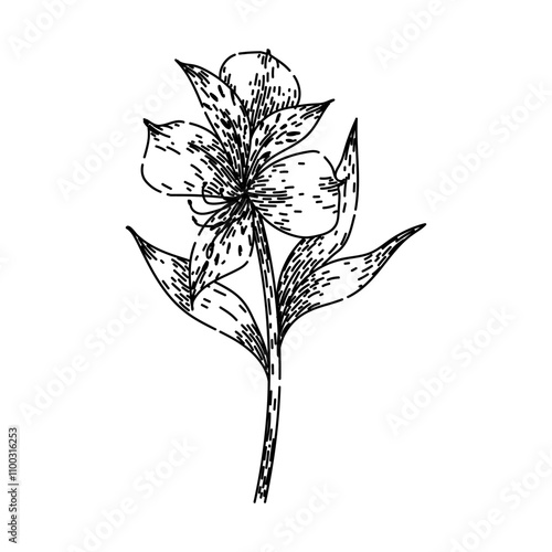 bloom astroemeria hand drawn. petals varieties, bouquet garden, plant care bloom astroemeria vector sketch. isolated black illustration