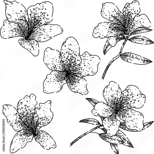 azalea set hand drawn. flower bloom, garden shrub, evergreen deciduous azalea vector sketch. isolated black illustration