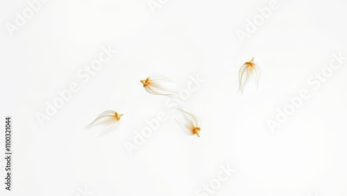 Minimalist corn seed image, white background, airborne.