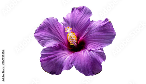 Stunning purple hibiscus flower bloom isolated transparent background