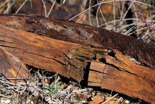 Wood flotsam and jetsam on a beach by the sea photo