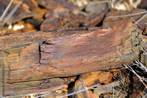 Wood flotsam and jetsam on a beach by the sea photo