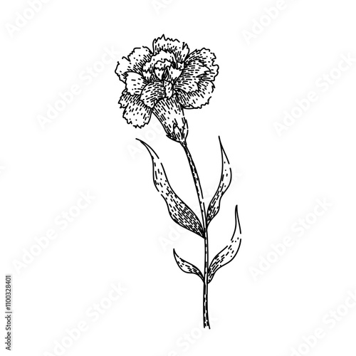 petals carnation hand drawn. fragrance bouquet, garden floral, beauty blossom petals carnation vector sketch. isolated black illustration