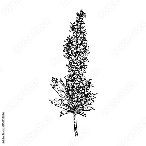 blue delphinium hand drawn. spikes cottage, garden toxic, larkspur planting blue delphinium vector sketch. isolated black illustration