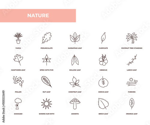 fully editable outline icon collection from nature concept. thin line icons set such as yucca, pedunculate, hawthorn leaf, birch leaf, orange leaf,