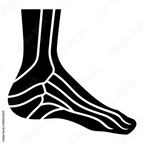 Tendons vector illustration photo