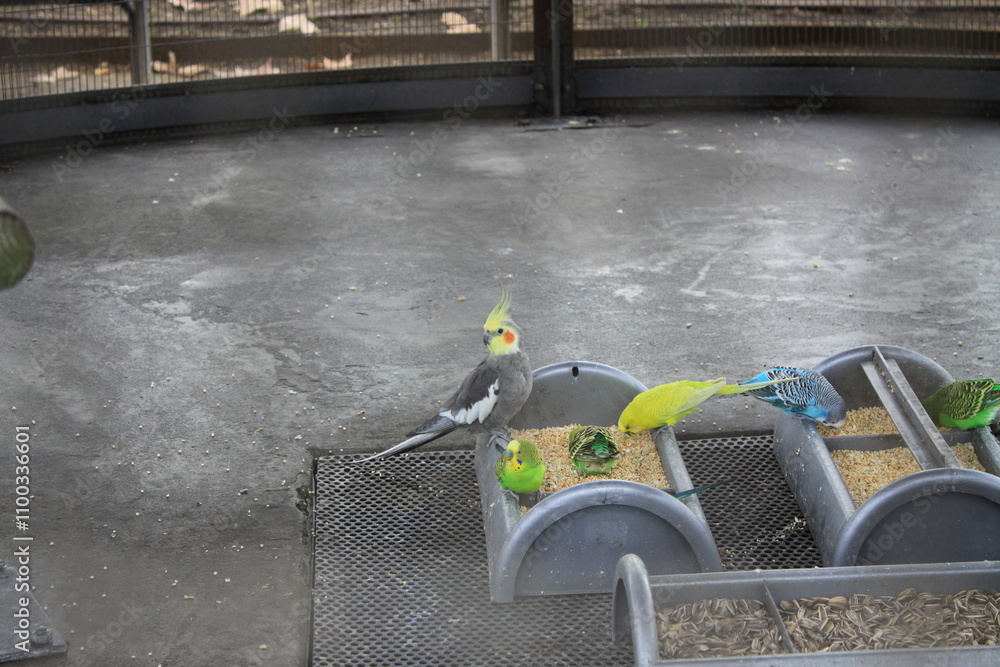 Obraz premium birds in a cage