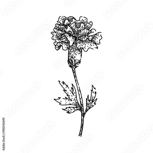 flower marigold hand drawn. plant garden, bloom yellow, petals annual flower marigold vector sketch. isolated black illustration