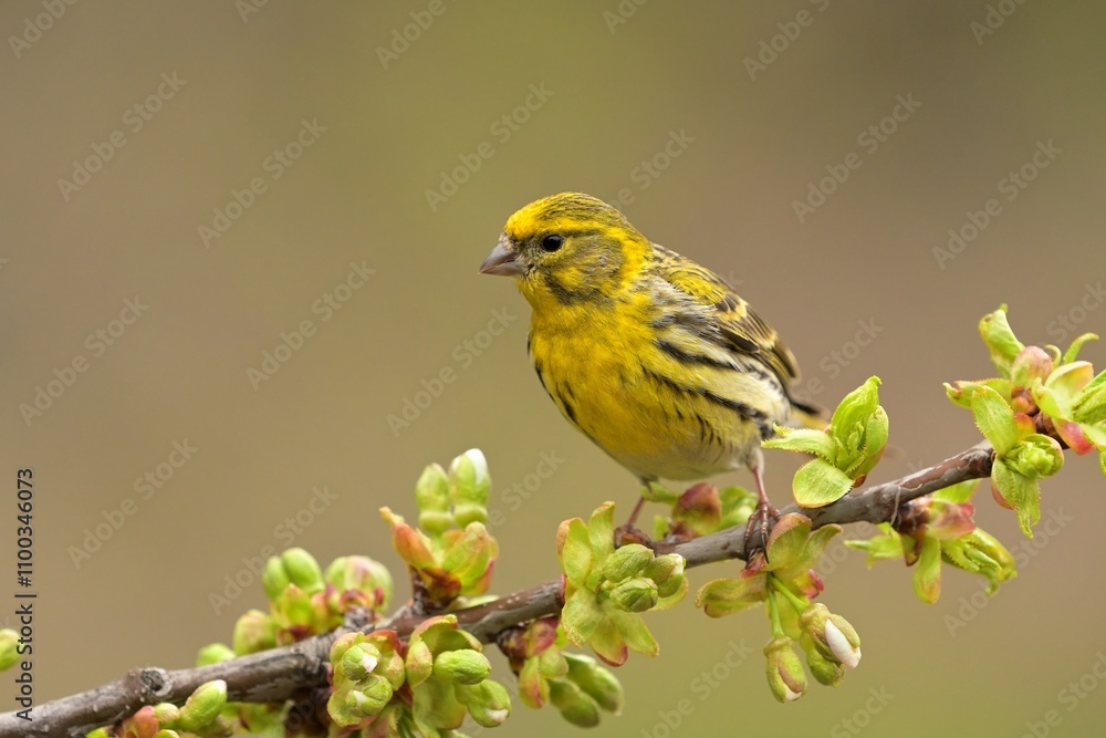 Obraz premium European serin Serinus serinus bird songbird wildlife nature predator cock o the north, beautiful animal mountain finch, animal, bird watching ornithology, flower bud fauna wildlife Europe