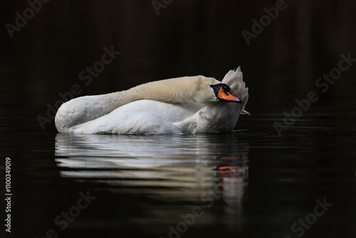 Adult mute swan (cygnus olor) preening while swimming photo