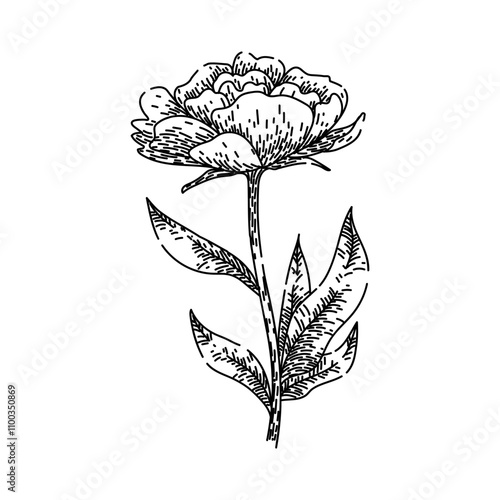 pink peony hand drawn. fragrance bud, blossom perennial, herbaceous tree pink peony vector sketch. isolated black illustration