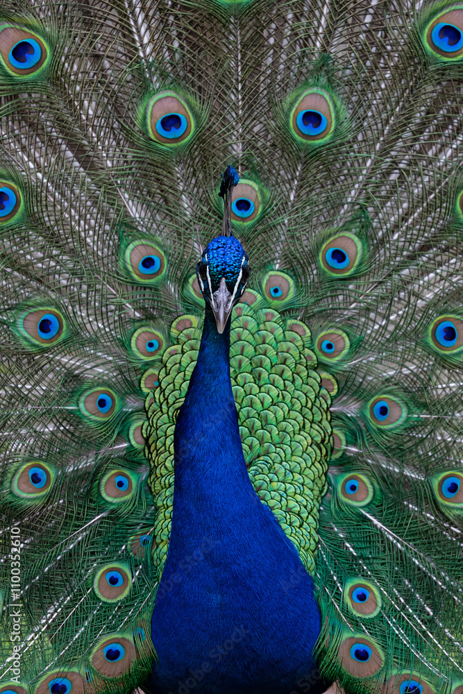 Obraz premium adult male indian peafowl (pavo cristatus) is showing its beautiful feather wheel
