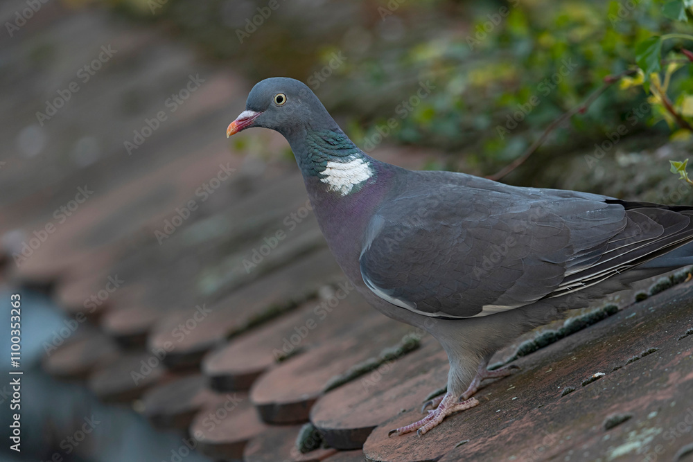 Obraz premium Adult common woodpigeon (columba palumbus) perching on a wall