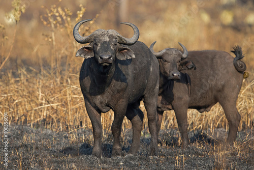 african buffalo (syncerus caffer) in semuliki wildlife reserve in uganda photo