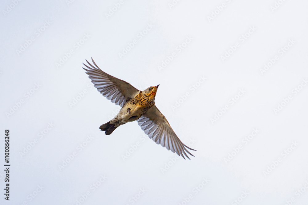 Fototapeta premium Fieldfare during Autumn migration in flight