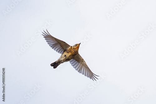 Fieldfare during Autumn migration in flight