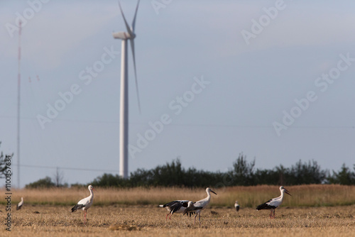 A flock of White Storks on harvested wheat field with wind turbine in background