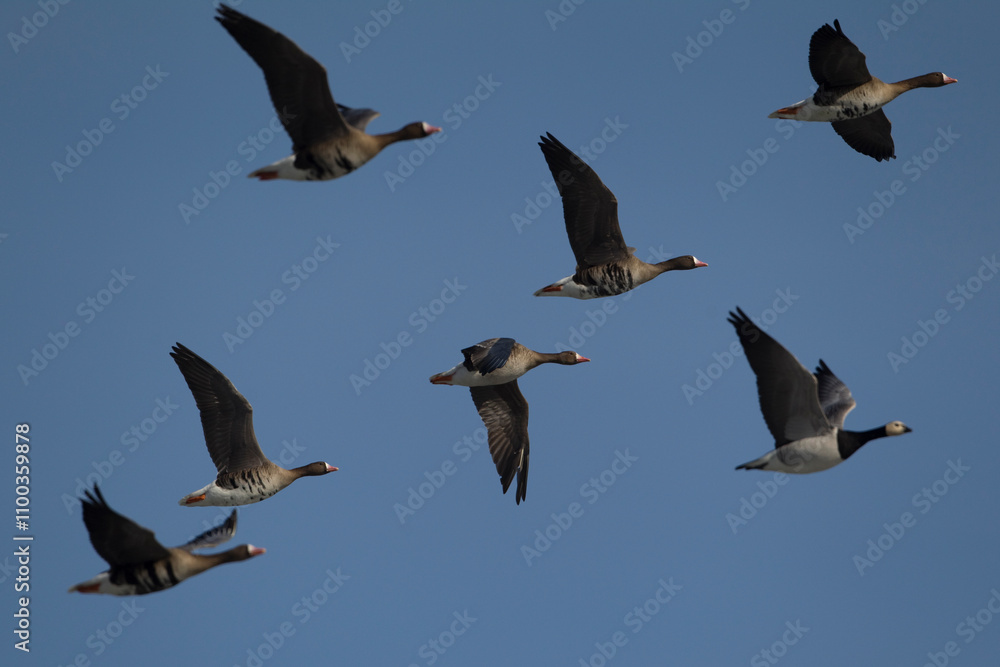 Obraz premium A flock of greater white-fronted goose (anser albifrons) and a single barnacle goose (branta leucopsis) in flight