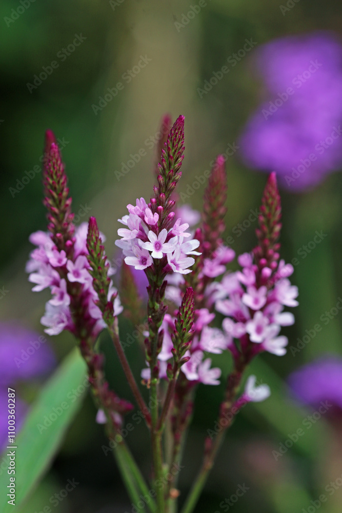 Obraz premium Pink vervain flower spikes in close up