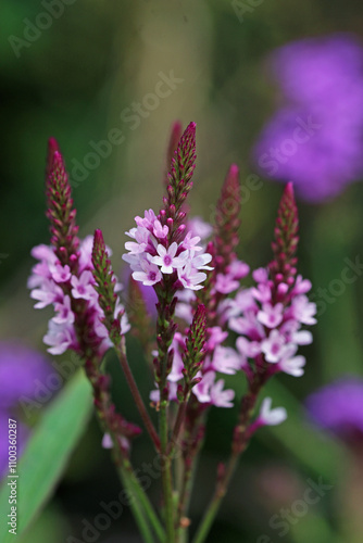 Pink vervain flower spikes in close up