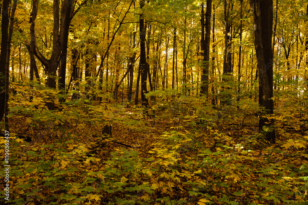 Obraz premium Maple woods on autumn morning within Pike Lake Unit, Kettle Moraine State Forest, Hartford, Wisconsin