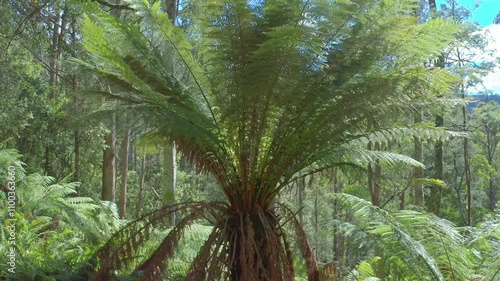 Tropical jungle forest with fern plants in Tasmania photo