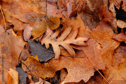 Late autumn leaves on ground, within Pike Lake Unit, Kettle Moraine State Forest, Hartford, Wisconsin, wet from recent rains photo