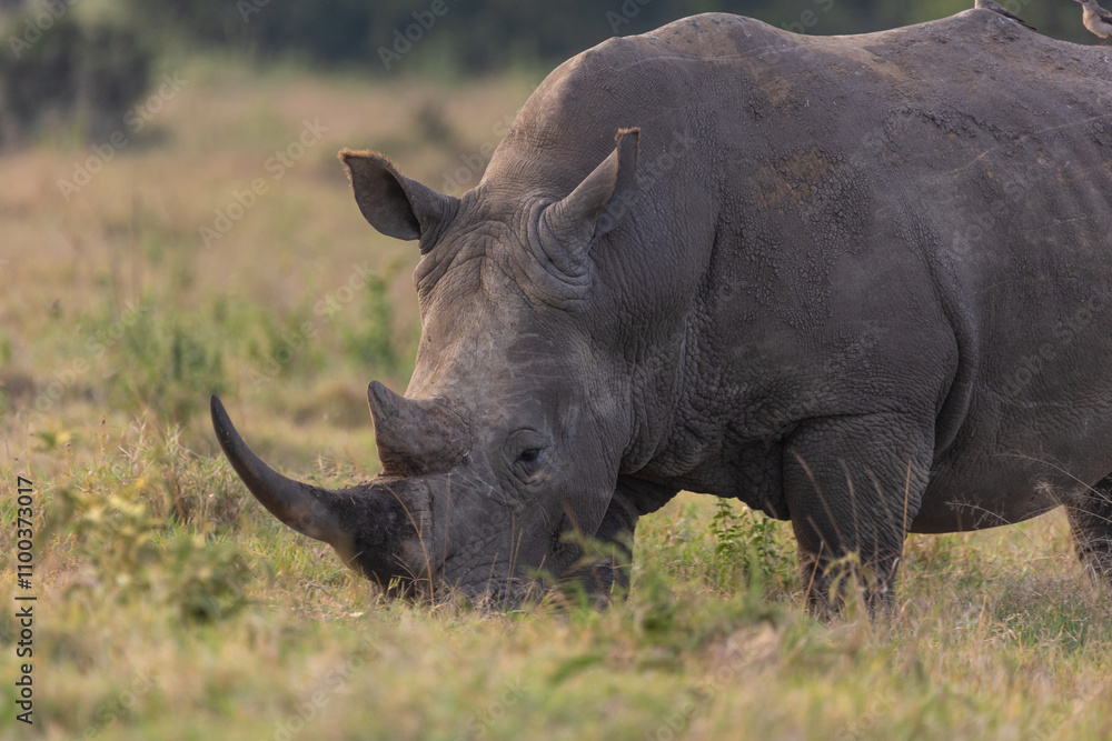 Fototapeta premium Nashornportrait