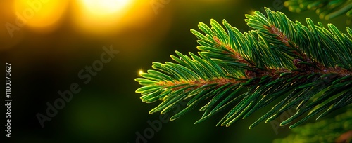 A close up of a pine tree branch with the sun shining through it