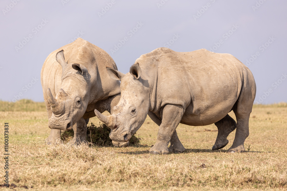 Fototapeta premium Breitmaulnashörner in Afrika