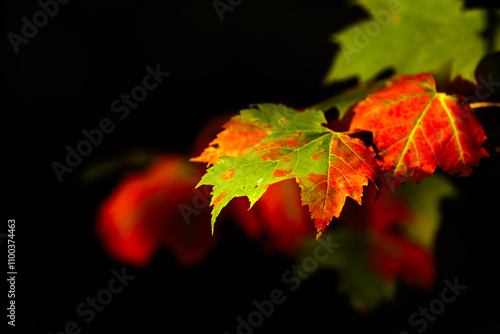 A close view of a maple leaf on a branch, slighltly illuminated with the mid-September afternoon sun as it starts to change its colors near Sayner, Wisconsin photo