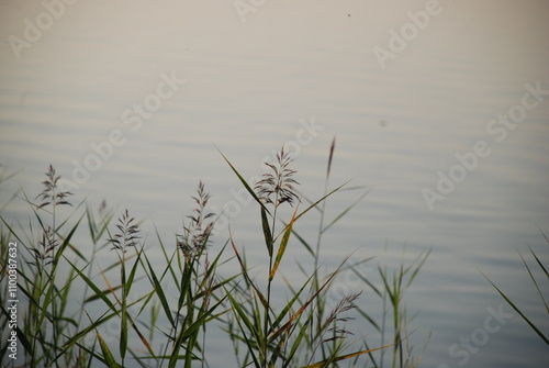 Reed grows in water. Summer evening near a forest lake, reeds on thin long stems and long narrow green leaves grow in the water near the shore. Behind the plants there is a calm surface of the water photo