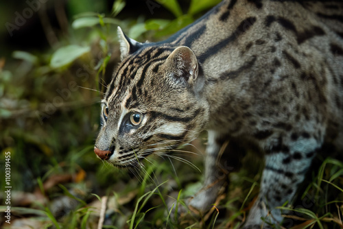 Side portrait of Fishing Cat, Prionailurus viverrinus in Lush Greenery against Warm Light in background. Medium sized asian nocturnal cat colored with black lines and spots.  photo